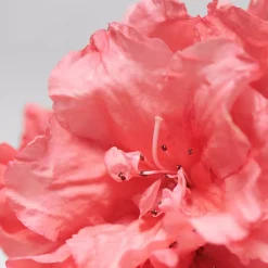 BABOR Gesicht|Gesicht^SKINOVAGE Calming Serum 30 ml