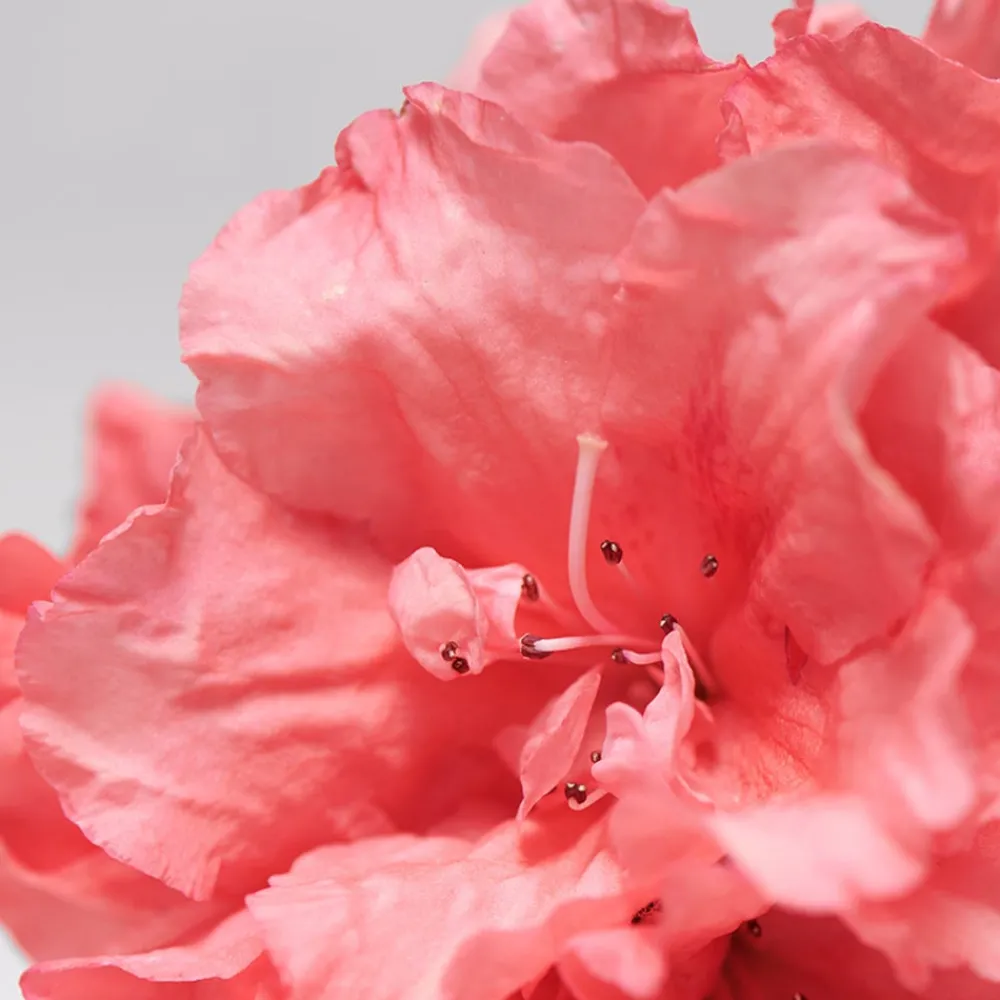 BABOR Gesicht|Gesicht^SKINOVAGE Calming Serum 30 ml