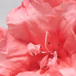 SKINOVAGE Complex C Cream 50 ml-BABOR Outlet