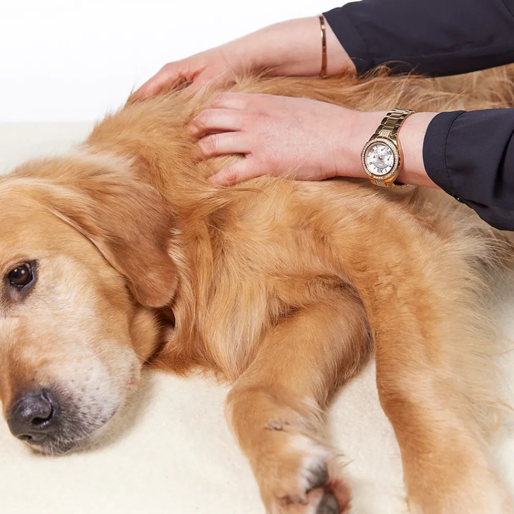 Margot Schmitt Hagel Nature^Glanz Fell Hautpflegeöl 100 ml