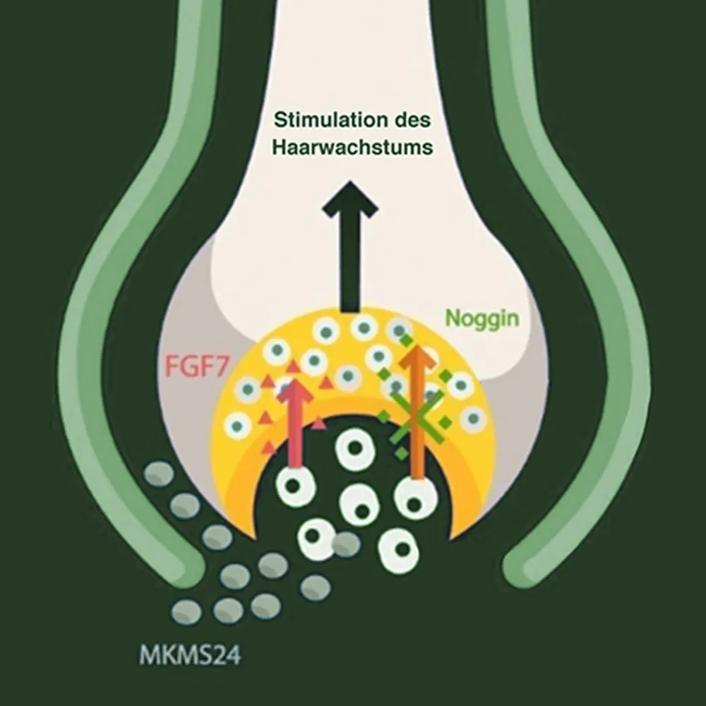 Natucain Haarausfall|Haarausfall & Spezialpflege^Hair Activator 100 ml