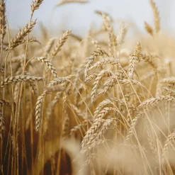 After-Sun-Shampoo mit Weizenkeim 40 ml-Rausch Best