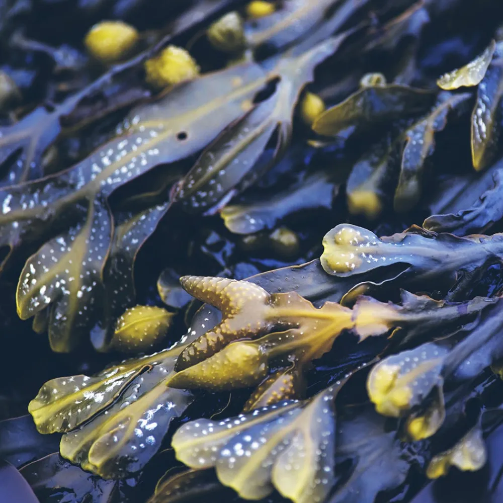 Rausch Hagel Nature| Shampoo|Anti-Fett-Shampoo mit Meerstang 40 ml