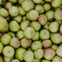 Rausch Reisegrößen| Shampoo|Anti-Pollution-Peeling-Shampoo mit Schweizer Apfel 100 ml