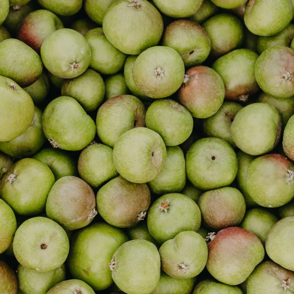 Rausch Reisegrößen| Shampoo|Anti-Pollution-Peeling-Shampoo mit Schweizer Apfel 100 ml