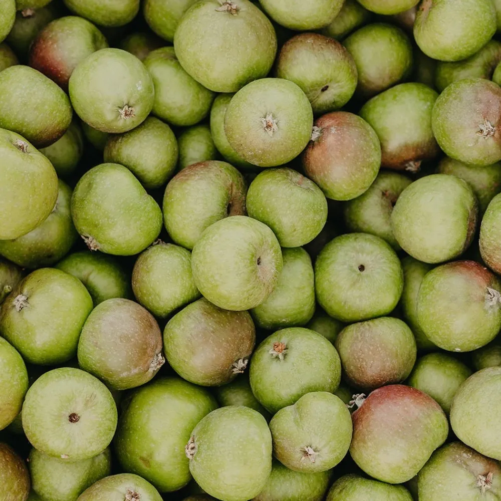 Rausch Reisegrößen| Shampoo|Anti-Pollution-Shampoo mit Apfel 40 ml