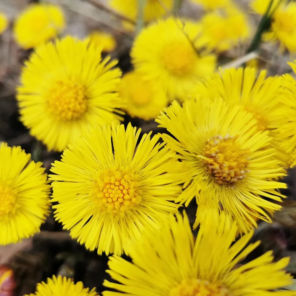 Anti-Schuppen-Shampoo mit Huflattich 40 ml-Rausch Discount