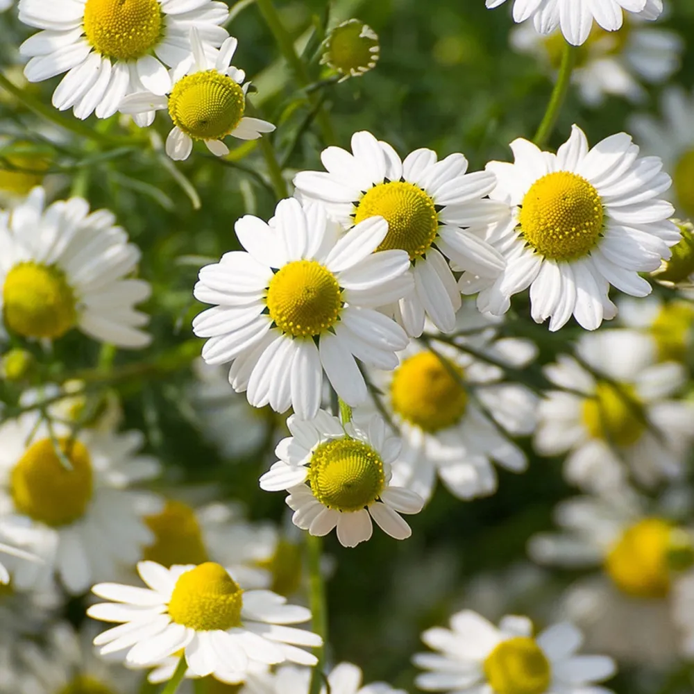 Rausch Körper^Geschenkset Sensitive 400 ml