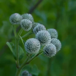 Rausch Hagel Nature|Körper^Original Haartinktur 200 ml