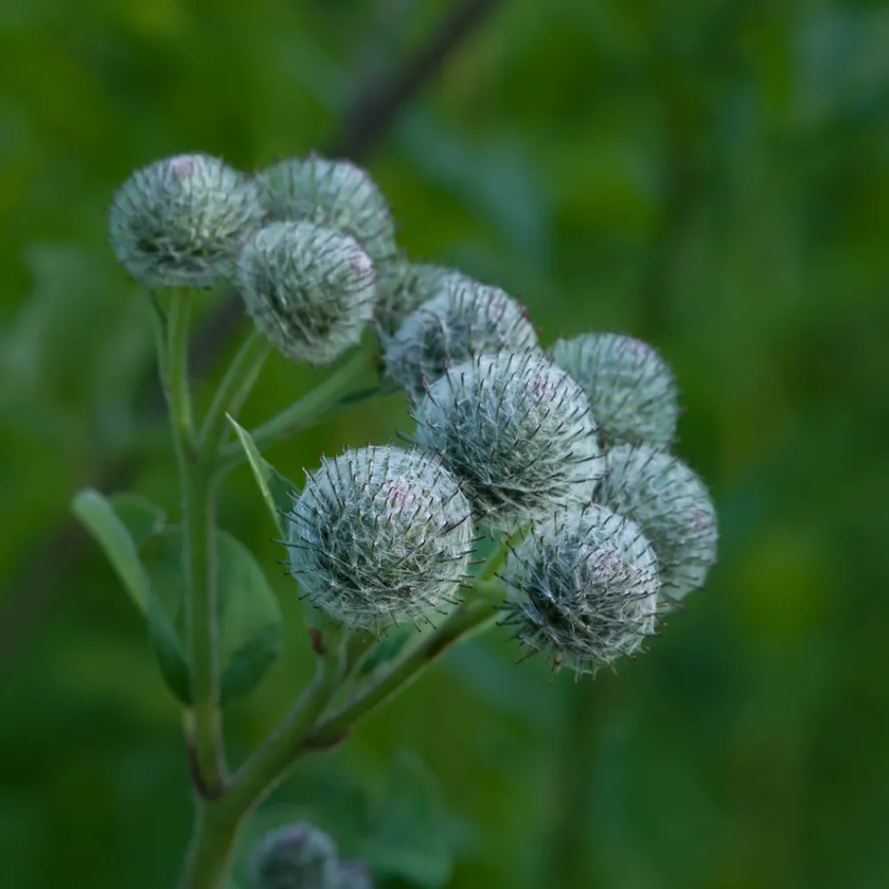 Rausch Hagel Nature|Körper^Original Haartinktur 200 ml