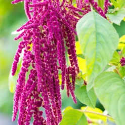 Repair-Conditioner mit Amaranth 150 ml-Rausch Outlet