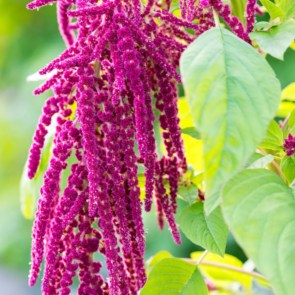 Repair-Conditioner mit Amaranth 150 ml-Rausch Outlet