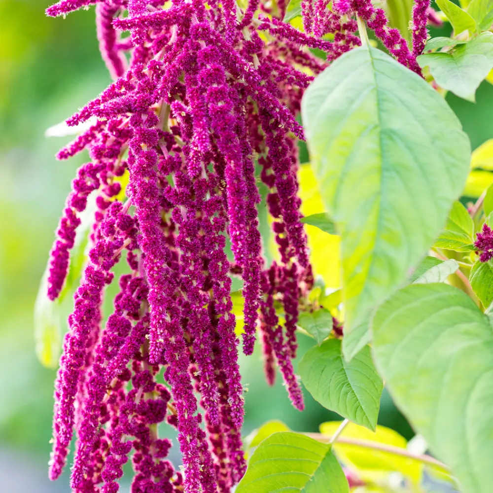 Repair-Cream mit Amaranth 50 ml-Rausch Outlet