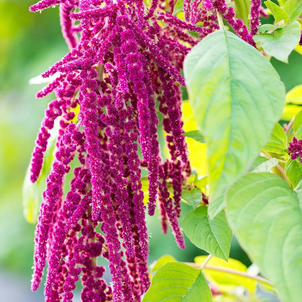 Rausch Reparatur & Stärkung|Hagel Nature|Repair-Shampoo mit Kamille & Amaranth 200 ml