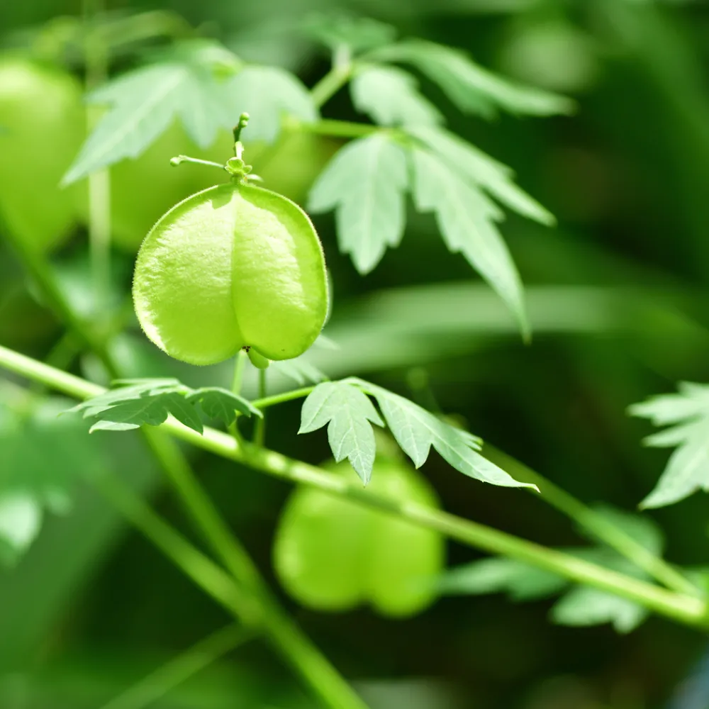 Sensitive-Conditioner mit Herzsamen 30 ml-Rausch Outlet