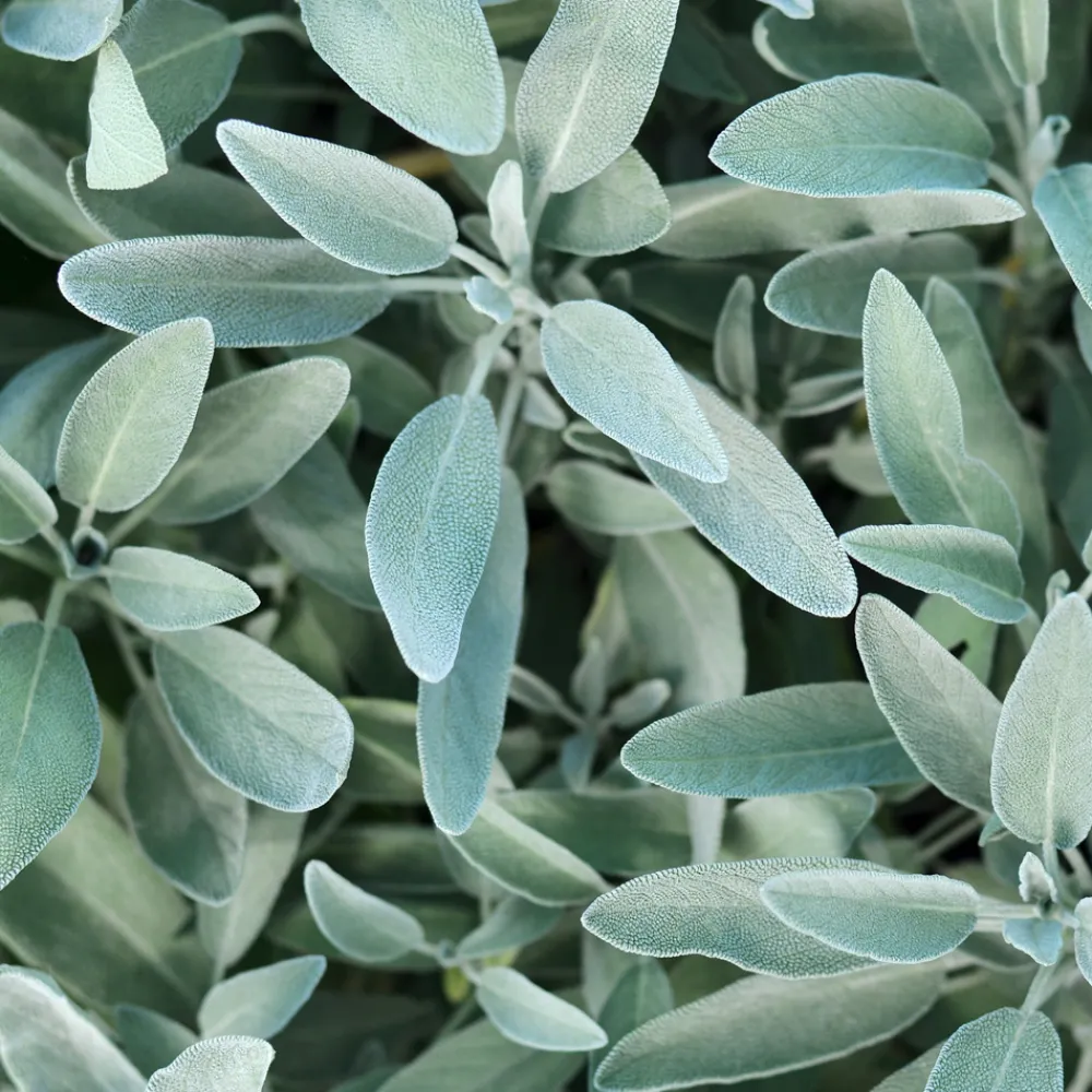 Rausch Hagel Nature|Körper^Silberglanz-Kopfhaut-Tonic mit Salbei 200 ml