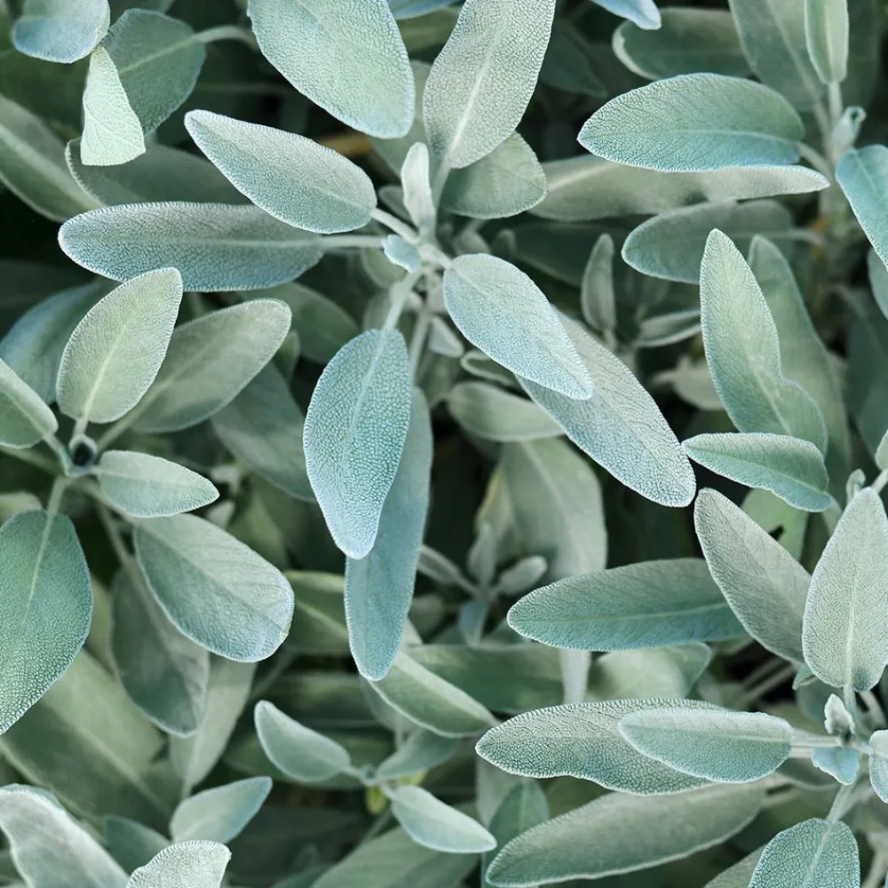 Silberglanz-Shampoo mit Salbei 40 ml-Rausch