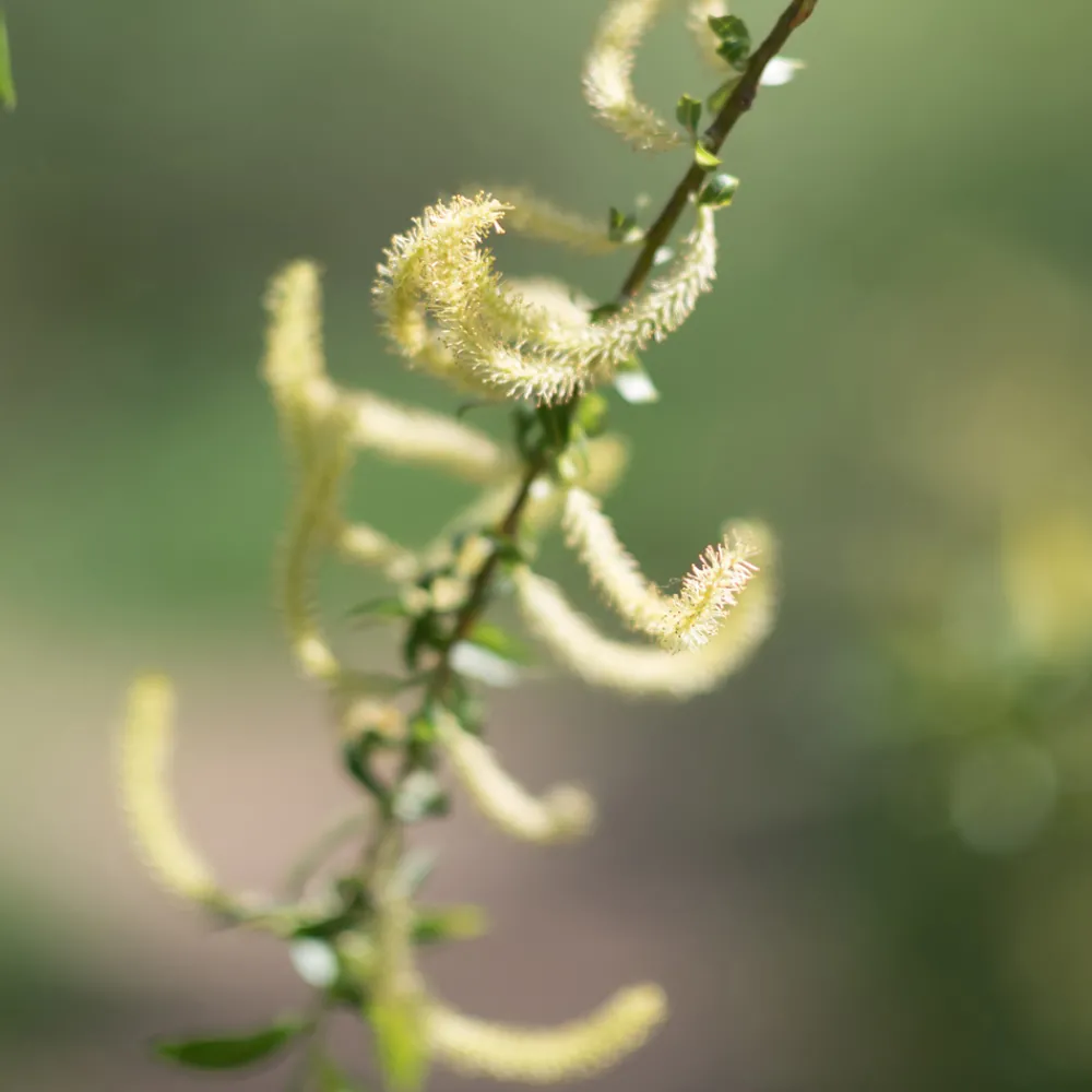 Rausch Hagel Nature|Spezial-Spray mit Weidenrinde 100 ml