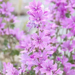 Rausch Shampoo|Hagel Nature^Volumen-Shampoo mit Malve 40 ml