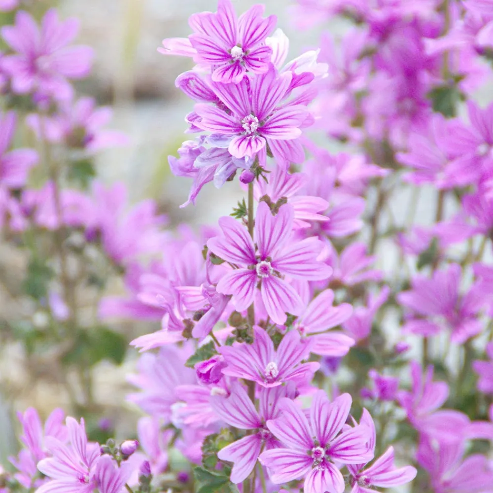 Rausch Shampoo|Hagel Nature^Volumen-Shampoo mit Malve 40 ml