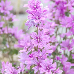 Volumen-Spray mit Malve 100 ml-Rausch Online