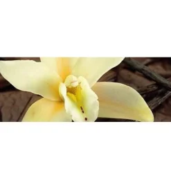 Sebastian Haarfarbe| Conditioner|Cellophanes Vanilla Blond 300 ml