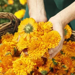 Calendula Pflegemilch 200 ml-Weleda Best