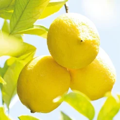 Weleda Körper|Citrus Fresh Deo Spray 100 ml