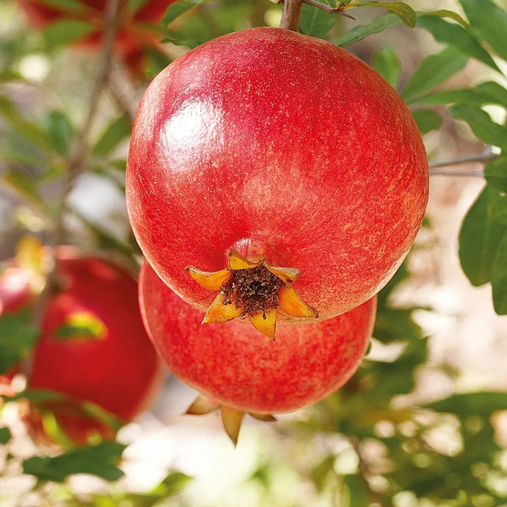 Weleda Körper^Granatapfel 24h Deo Roll-On 50 ml