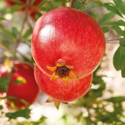 GRANATAPFEL Regenerierendes Pflege-Öl 100 ml-Weleda Best