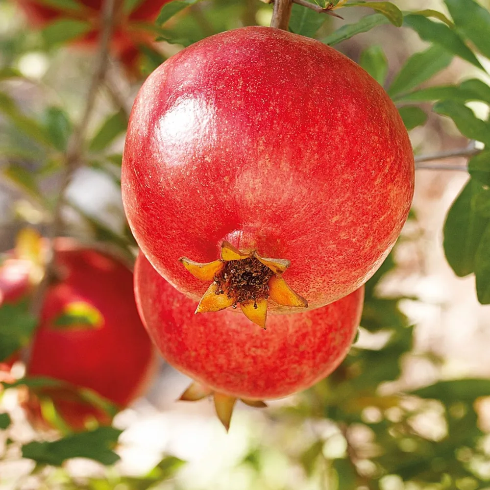 GRANATAPFEL Regenerierendes Pflege-Öl 100 ml-Weleda Best