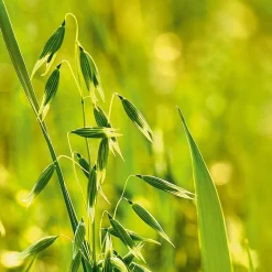 Hafer Aufbau-Shampoo 190 ml-Weleda