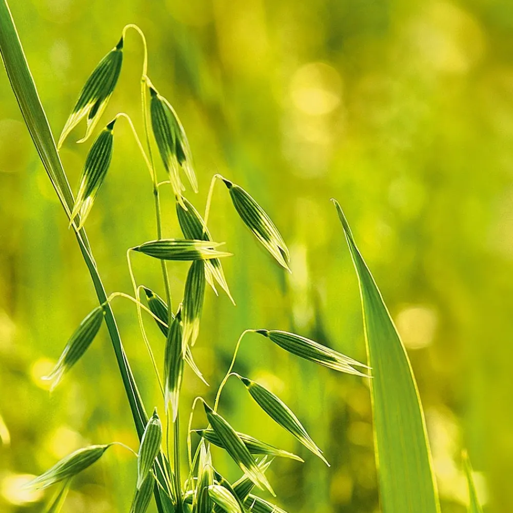 Hafer Aufbau-Shampoo 190 ml-Weleda