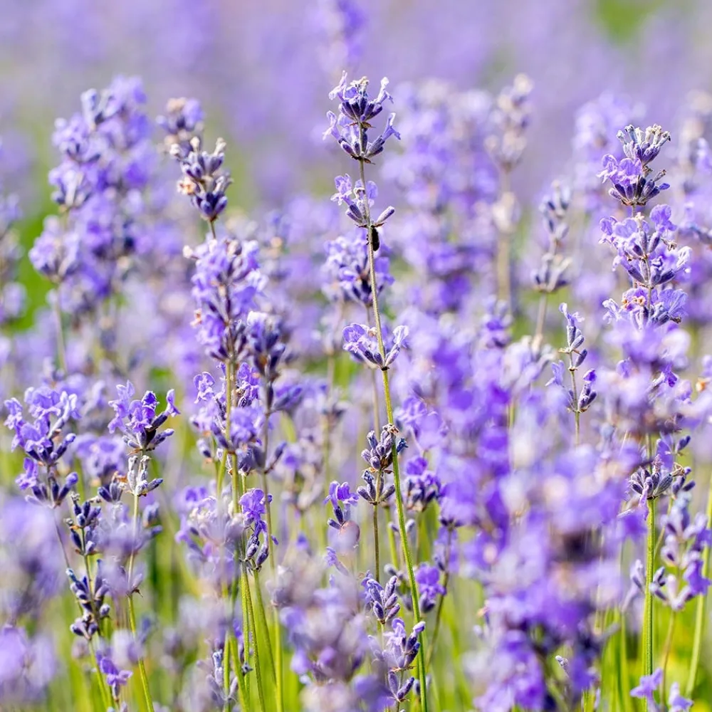 Weleda Körper^Lavendel-Entspannungsbad 200 ml