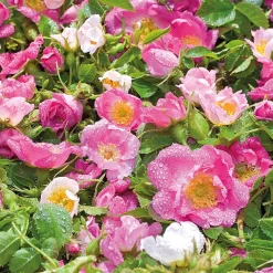 Weleda Hagel Nature|Körper|Love Aroma Duschgel 200 ml