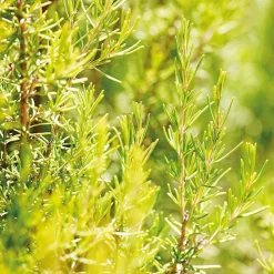 Weleda Körper|Rosmarin Aktivierungsbad 200 ml