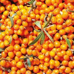 Weleda Hagel Nature|Körper|Sanddorn 24h Deo Roll-On 50 ml