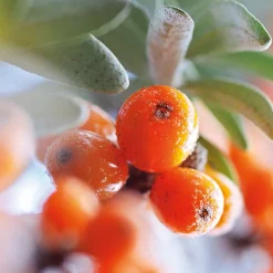 Weleda Körper|Sanddorn Vitalisierendes Pflege-Öl 100 ml