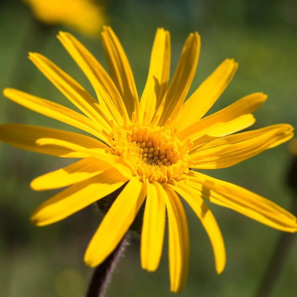 Weleda Hagel Nature|Körper^Sport & Muskel Regenerationsbad 200 ml