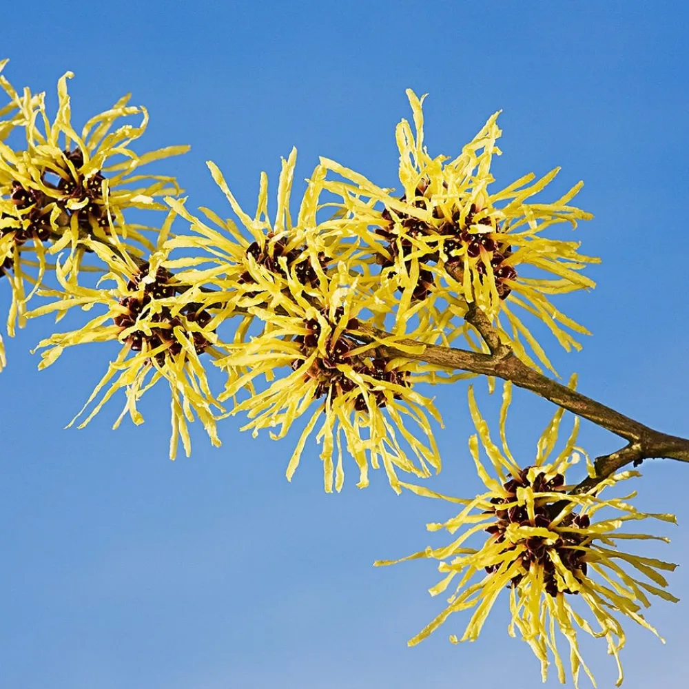 Weleda Gesicht^Zarter Reinigungschaum 150 ml